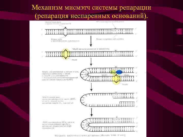 Механизм мисмэтч системы репарации (репарация неспаренных оснований). 