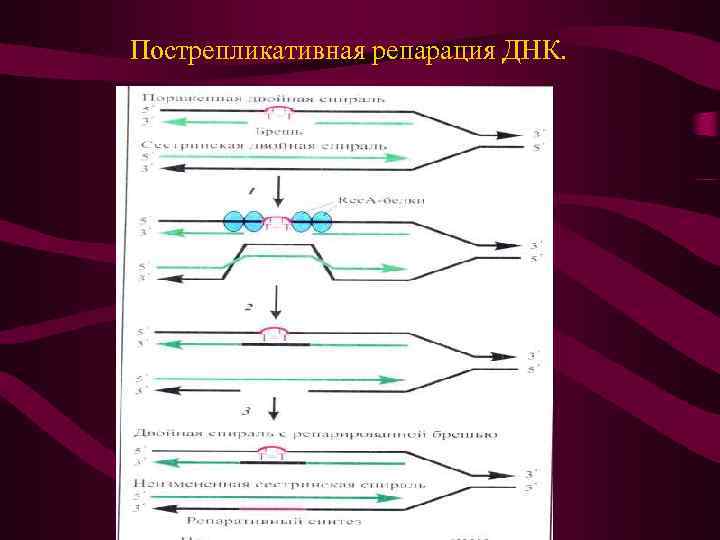 Пострепликативная репарация ДНК. 