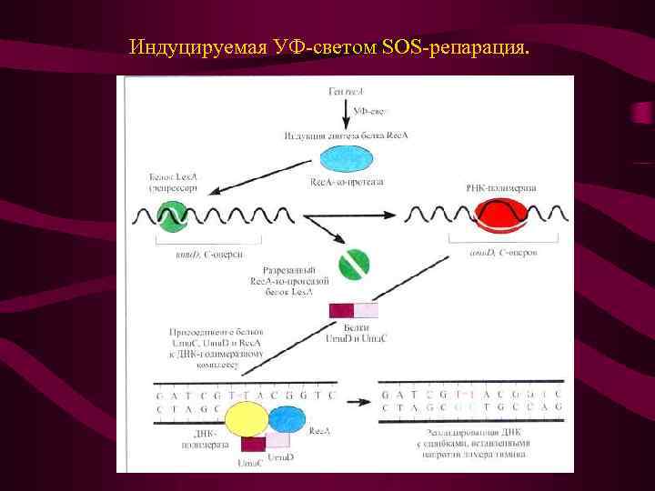 Индуцируемая УФ-светом SOS-репарация. 