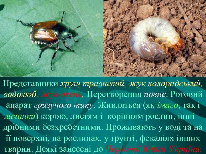 Представники хрущ травневий, жук колорадський, водолюб, жук-олень. Перетворення повне. Ротовий апарат гризучого типу. Живляться