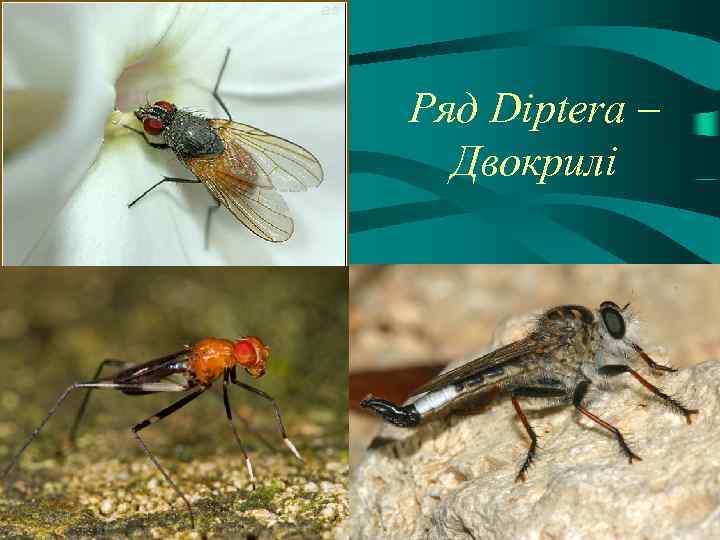 Ряд Diptera – Двокрилі 