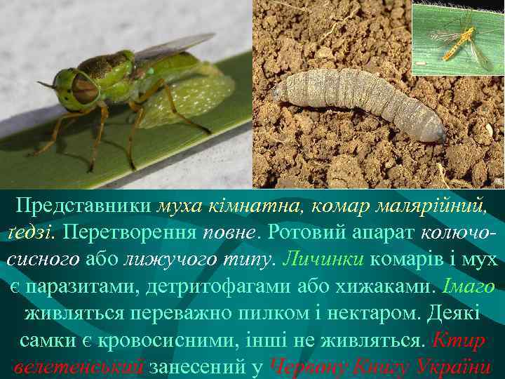 Представники муха кімнатна, комар малярійний, ґедзі. Перетворення повне. Ротовий апарат колючосисного або лижучого типу.