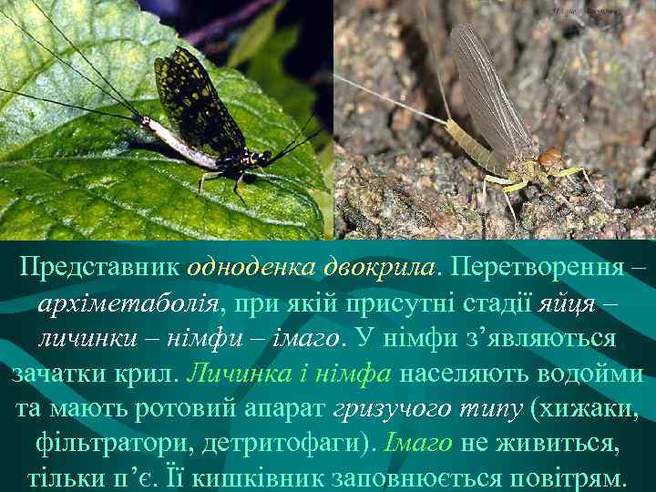 Представник одноденка двокрила. Перетворення – архіметаболія, при якій присутні стадії яйця – личинки –