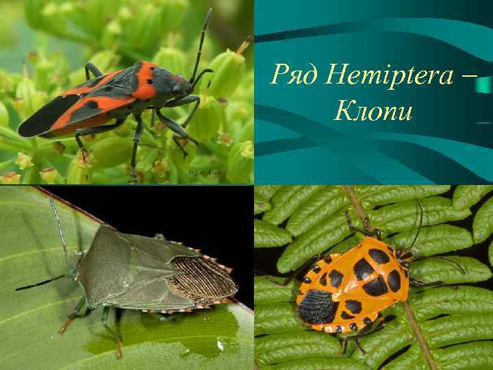 Ряд Hemiptera – Клопи 