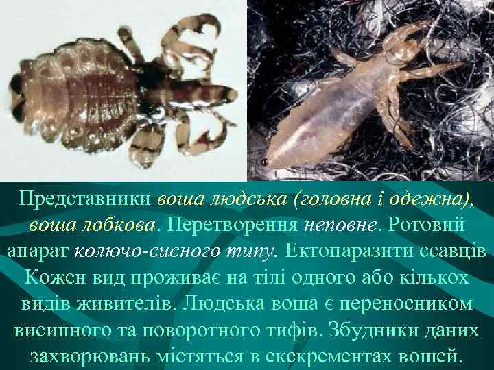 Представники воша людська (головна і одежна), воша лобкова. Перетворення неповне. Ротовий апарат колючо-сисного типу.