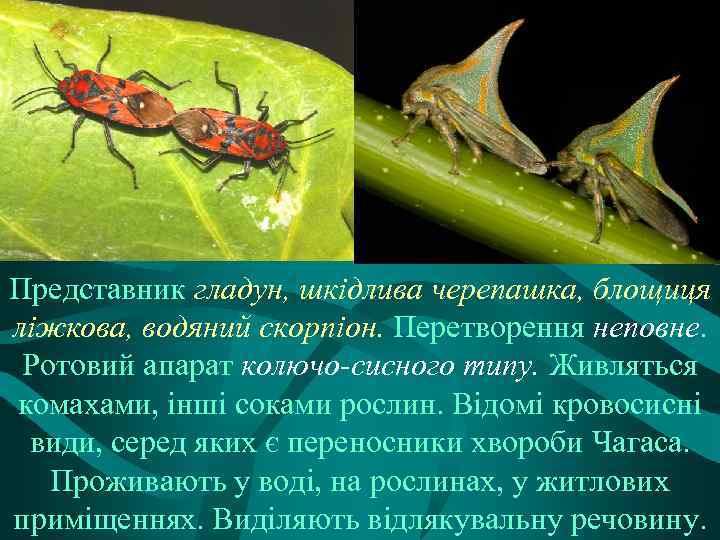 Представник гладун, шкідлива черепашка, блощиця ліжкова, водяний скорпіон. Перетворення неповне. Ротовий апарат колючо-сисного типу.
