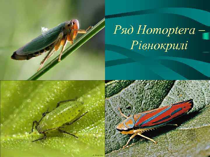 Ряд Hоmоptera – Рівнокрилі 