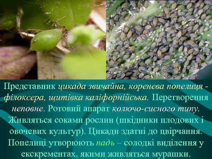 Представник цикада звичайна, коренева попелиця філоксера, щитівка каліфорнійська. Перетворення неповне. Ротовий апарат колючо-сисного типу.