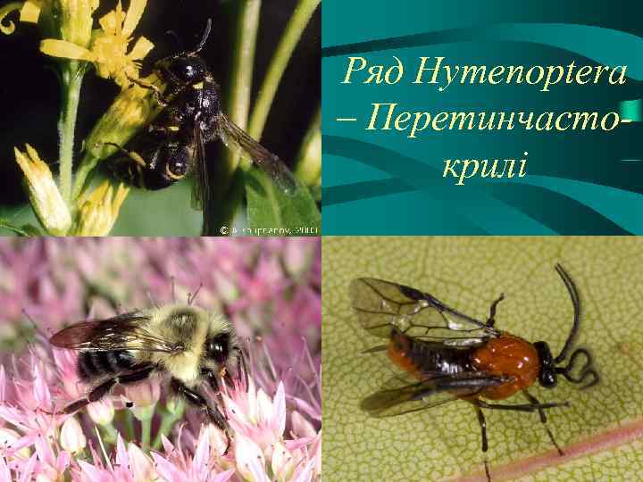 Ряд Hymenoptera – Перетинчастокрилі 