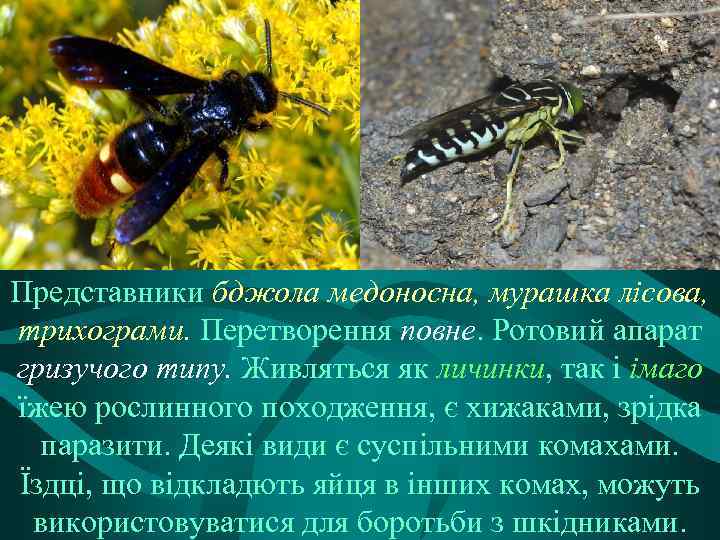 Представники бджола медоносна, мурашка лісова, трихограми. Перетворення повне. Ротовий апарат гризучого типу. Живляться як