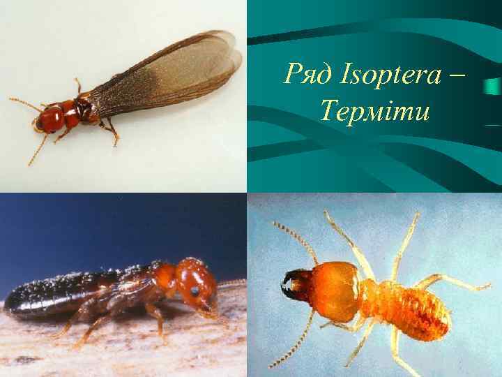 Ряд Isoptera – Терміти 