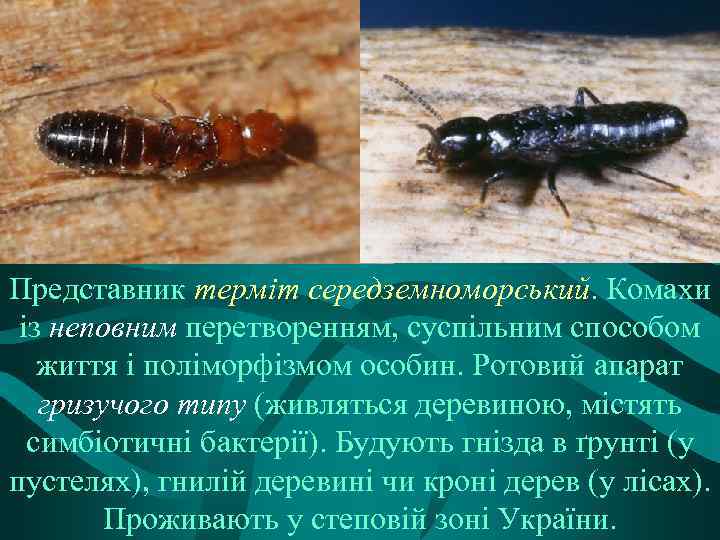 Представник терміт середземноморський. Комахи із неповним перетворенням, суспільним способом життя і поліморфізмом особин. Ротовий