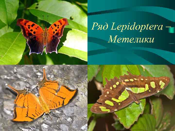 Ряд Lepidoptera – Метелики 