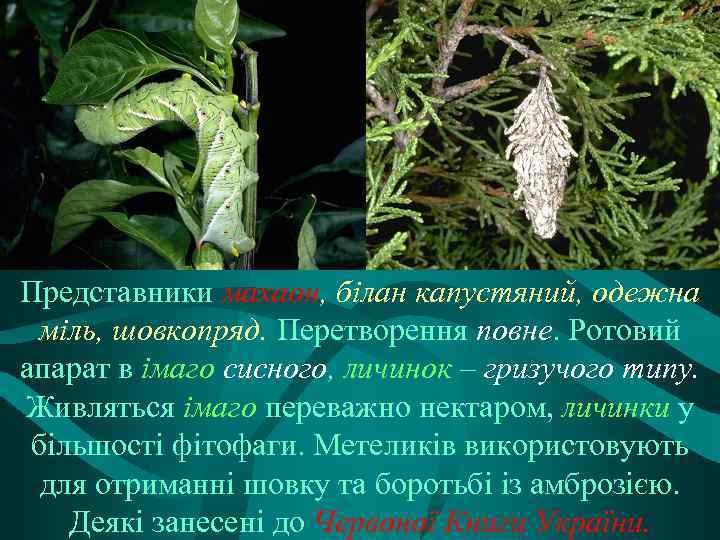 Представники махаон, білан капустяний, одежна міль, шовкопряд. Перетворення повне. Ротовий апарат в імаго сисного,
