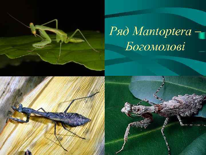 Ряд Mantoptera – Богомолові 