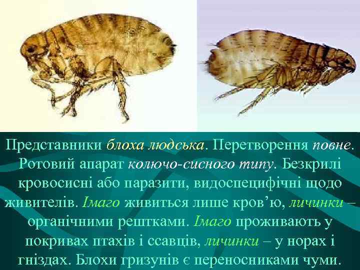 Представники блоха людська. Перетворення повне. Ротовий апарат колючо-сисного типу. Безкрилі кровосисні або паразити, видоспецифічні