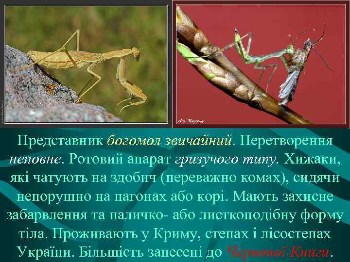 Представник богомол звичайний. Перетворення неповне. Ротовий апарат гризучого типу. Хижаки, які чатують на здобич