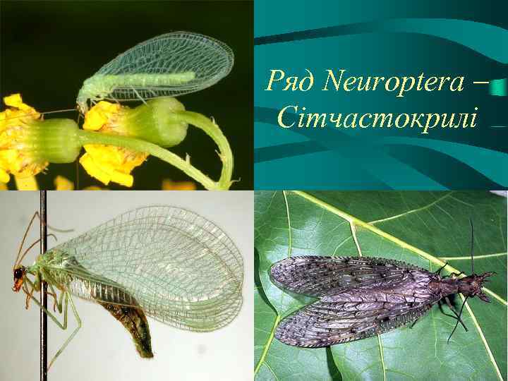 Ряд Neuroptera – Сітчастокрилі 