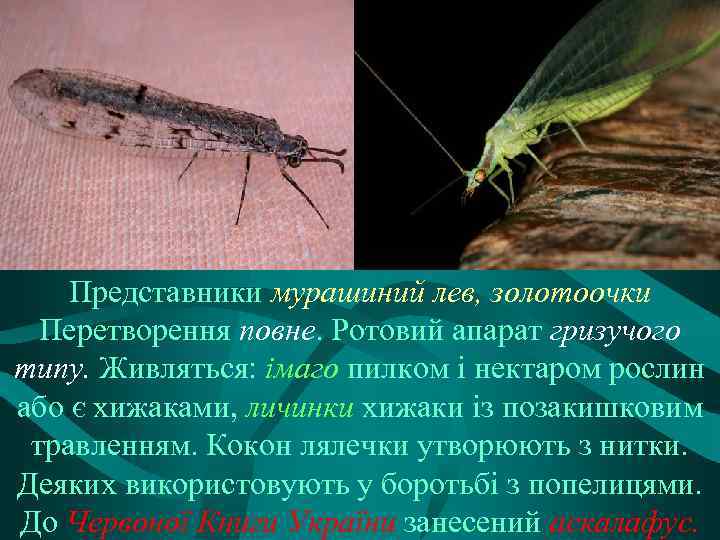 Представники мурашиний лев, золотоочки Перетворення повне. Ротовий апарат гризучого типу. Живляться: імаго пилком і