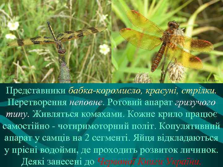 Представники бабка-коромисло, красуні, стрілки. Перетворення неповне. Ротовий апарат гризучого типу. Живляться комахами. Кожне крило