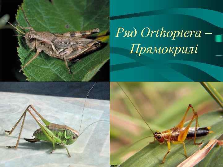 Ряд Orthoptera – Прямокрилі 