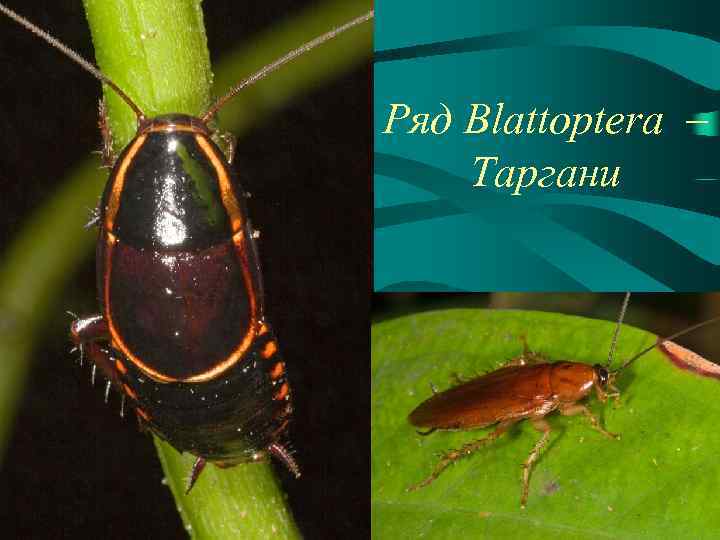 Ряд Blattoptera – Таргани 