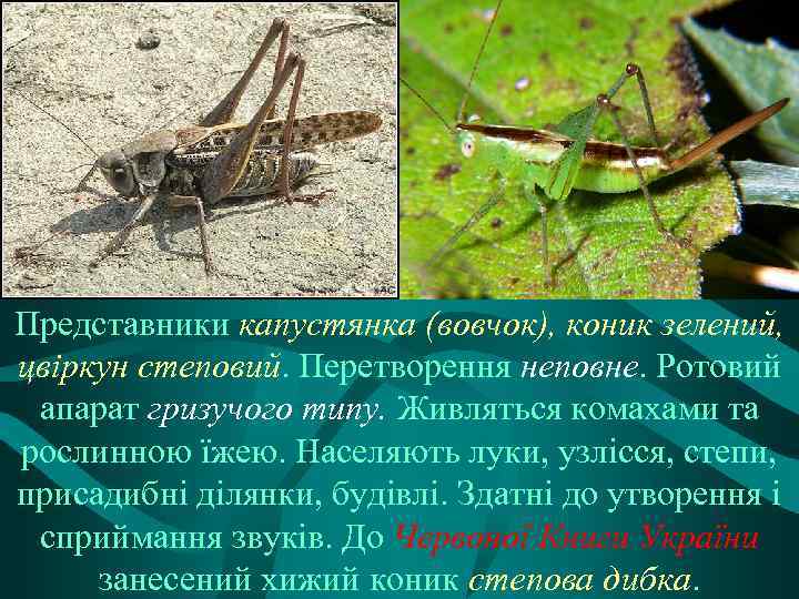 Представники капустянка (вовчок), коник зелений, цвіркун степовий. Перетворення неповне. Ротовий апарат гризучого типу. Живляться