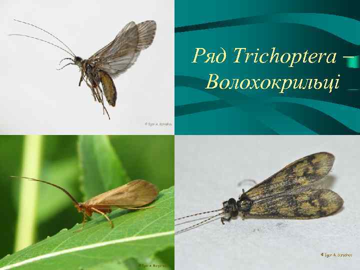 Ряд Trichoptera – Волохокрильці 