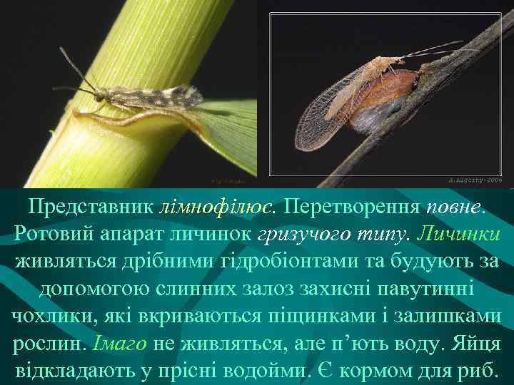 Представник лімнофілюс. Перетворення повне. Ротовий апарат личинок гризучого типу. Личинки живляться дрібними гідробіонтами та