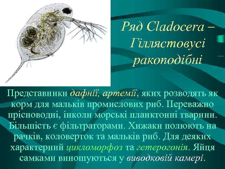 Ряд Сladocera – Гіллястовусі ракоподібні Представники дафнії, артемії, яких розводять як корм для мальків