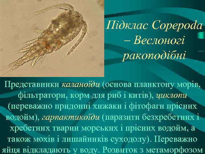 Підклас Copepoda – Веслоногі ракоподібні Представники каланоїди (основа планктону морів, фільтратори, корм для риб
