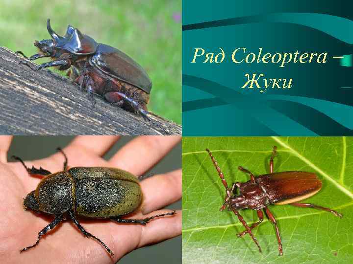 Ряд Coleoptera – Жуки 