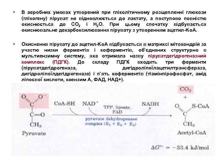  • В аеробних умовах утворений при гліколітичному розщепленні глюкози (глікогену) піруват не відновлюється