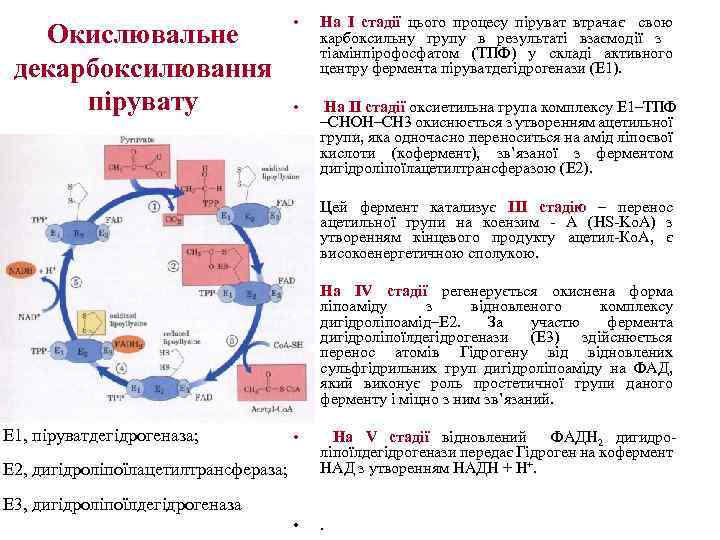 Окислювальне декарбоксилювання пірувату E 1, піруватдегідрогеназа; • На I стадії цього процесу піруват втрачає