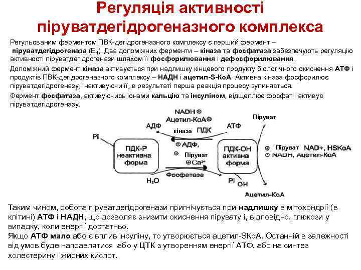 Регуляція активності піруватдегідрогеназного комплекса Регульованим ферментом ПВК-дегідрогеназного комплексу є перший фермент – піруватдегідрогеназа (Е