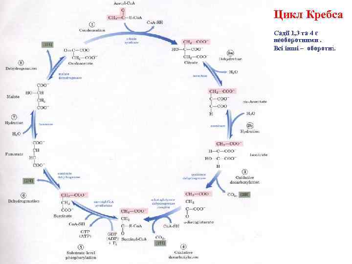 Цикл Кребса Садії 1, 3 та 4 є необоротними. Всі інші – оборотні. 