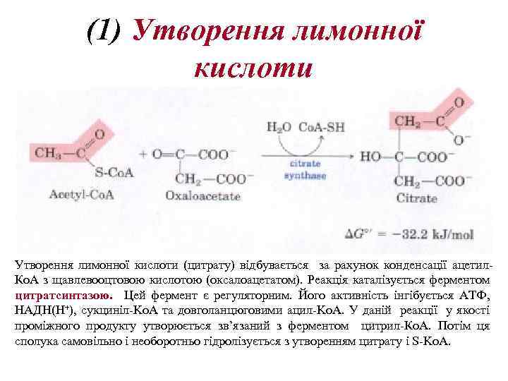 (1) Утворення лимонної кислоти (цитрату) відбувається за рахунок конденсації ацетил. Ко. А з щавлевооцтовою