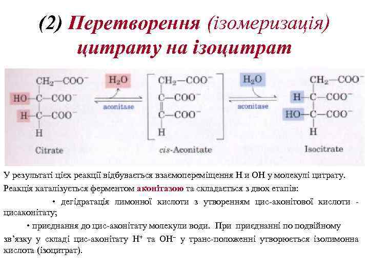 (2) Перетворення (ізомеризація) цитрату на ізоцитрат У результаті цієх реакції відбувається взаємопереміщення Н и