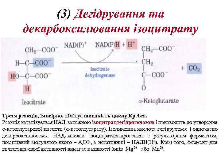 (3) Дегідрування та декарбоксилювання ізоцитрату Третя реакція, імовірно, лімітує швидкість циклу Кребса. Реакція каталізується