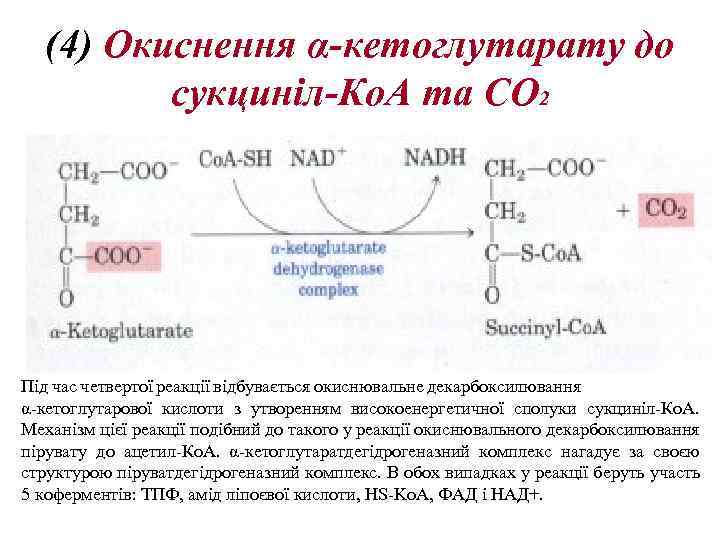 (4) Oкиснення α-кeтоглутарату до сукциніл-Ко. А та CO 2 Під час четвертої реакції відбувається