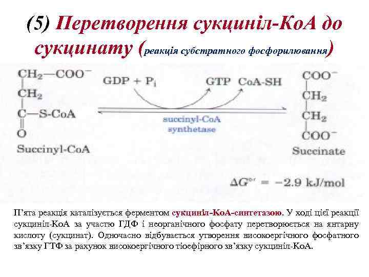 (5) Перетворення сукциніл-Ко. А до сукцинату (реакція субстратного фосфорилювання) П’ята реакція каталізується ферментом сукциніл-Kо.