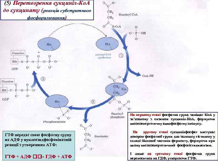 (5) Перетворення сукциніл-Ко. А до сукцинату (реакція субстратного фосфорилювання) На першому етапі фосфатна група