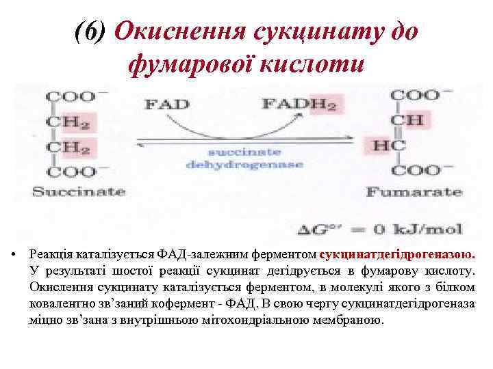 (6) Oкиснення сукцинату до фумарової кислоти • Реакція каталізується ФАД-залежним ферментом сукцинатдегідрогеназою. У результаті