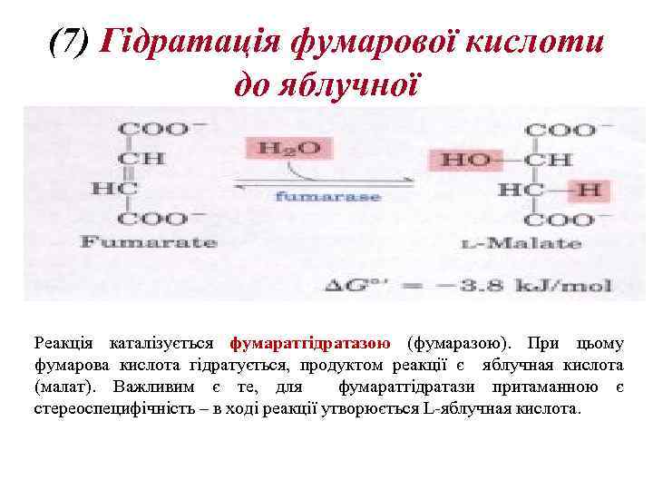 (7) Гідратація фумарової кислоти до яблучної Реакція каталізується фумаратгідратазою (фумаразою). При цьому фумарова кислота