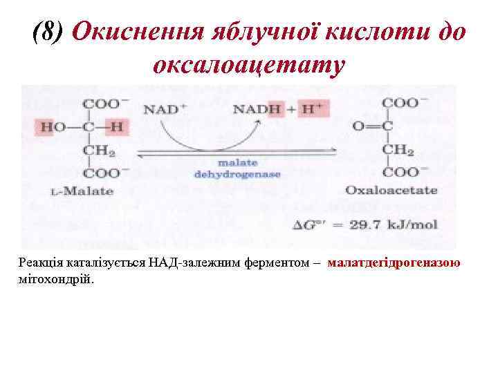 (8) Oкиснення яблучної кислоти до оксалоацетату Реакція каталізується НАД-залежним ферментом – малатдегідрогеназою мітохондрій. 
