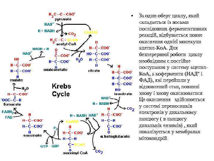  • За один оберт циклу, який складається із восьми послідовних ферментативних реакцій, відбувається