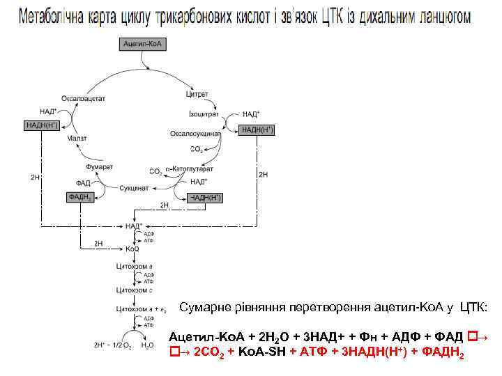  Сумарне рівняння перетворення ацетил-Kо. А у ЦТК: Ацетил-Kо. А + 2 Н 2
