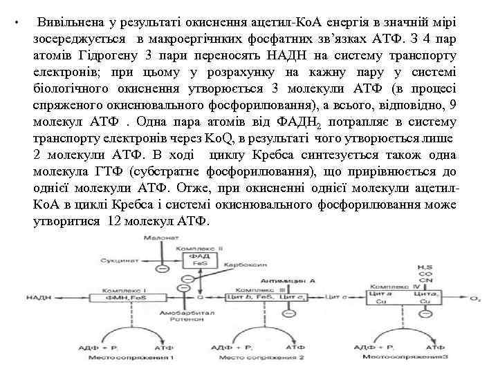  • Вивільнена у результаті окиснення ацетил-Ко. А енергія в значній мірі зосереджується в