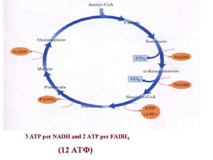  3 ATP per NADH and 2 ATP per FADH (12 АТФ) 2 