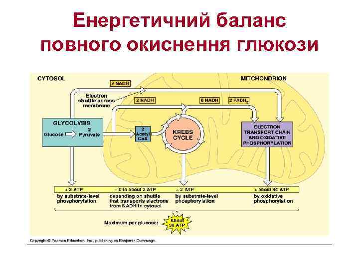 Енергетичний баланс повного окиснення глюкози 